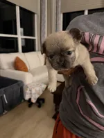 Orange collar , a male French Bulldog for sale in Sorrento, FL – 3 of 4