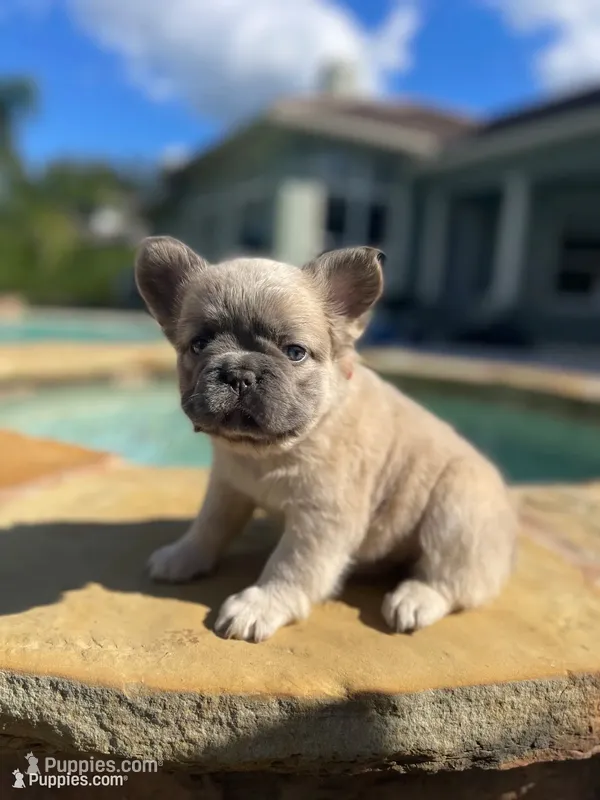 Orange collar  – French Bulldog puppy for sale in Sorrento, FL