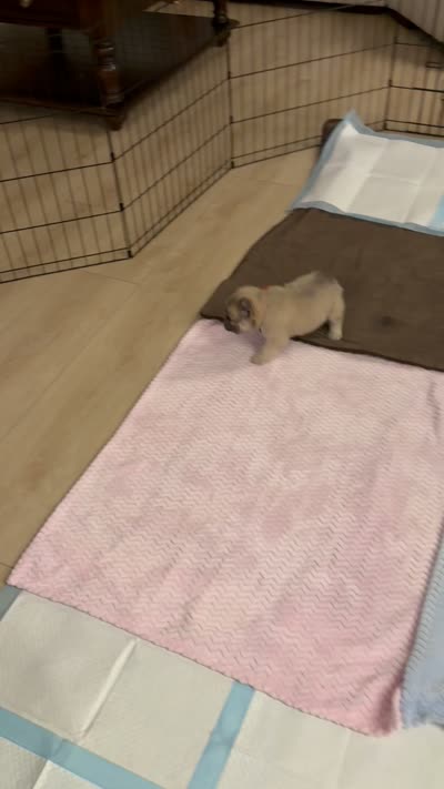 Orange collar , a male French Bulldog for sale in Sorrento, FL – 4 of 4