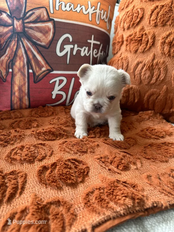 Teal collar – French Bulldog puppy for sale in Sorrento, FL