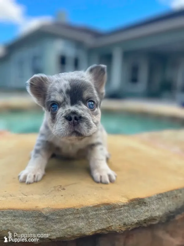 Grey collar – French Bulldog puppy for sale in Sorrento, FL