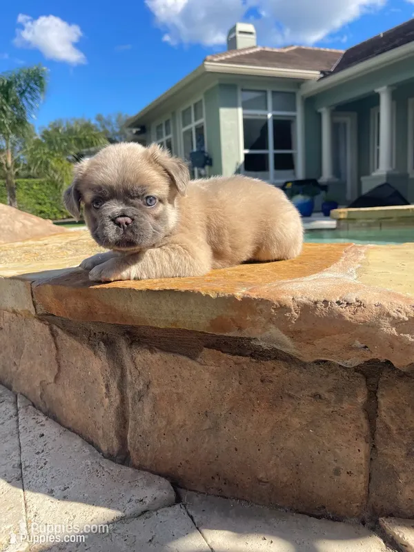 Blue collar – French Bulldog puppy for sale in Sorrento, FL