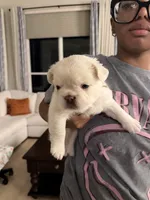 Light blue collar, a male French Bulldog for sale in Sorrento, FL – 3 of 4