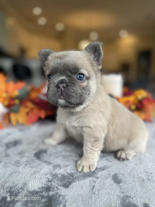 Green collar – French Bulldog puppy for sale in Sorrento, FL