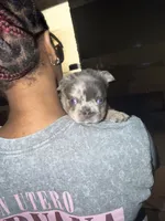 Grey collar, a male French Bulldog for sale in Sorrento, FL – 2 of 3