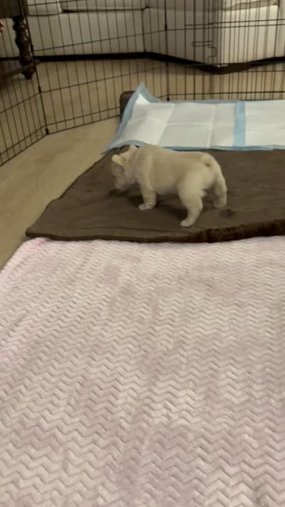 Teal collar, a female French Bulldog for sale in Sorrento, FL – 3 of 3