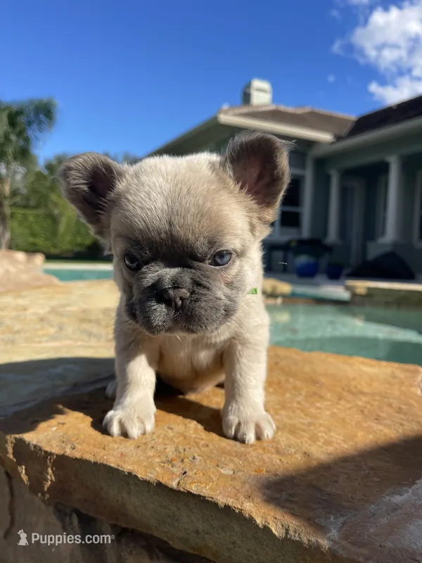 Green collar – French Bulldog puppy for sale in Sorrento, FL