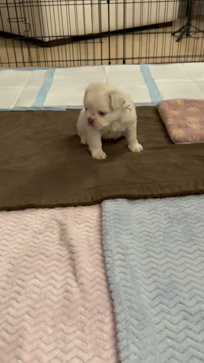 Light blue collar, a male French Bulldog for sale in Sorrento, FL – 4 of 4