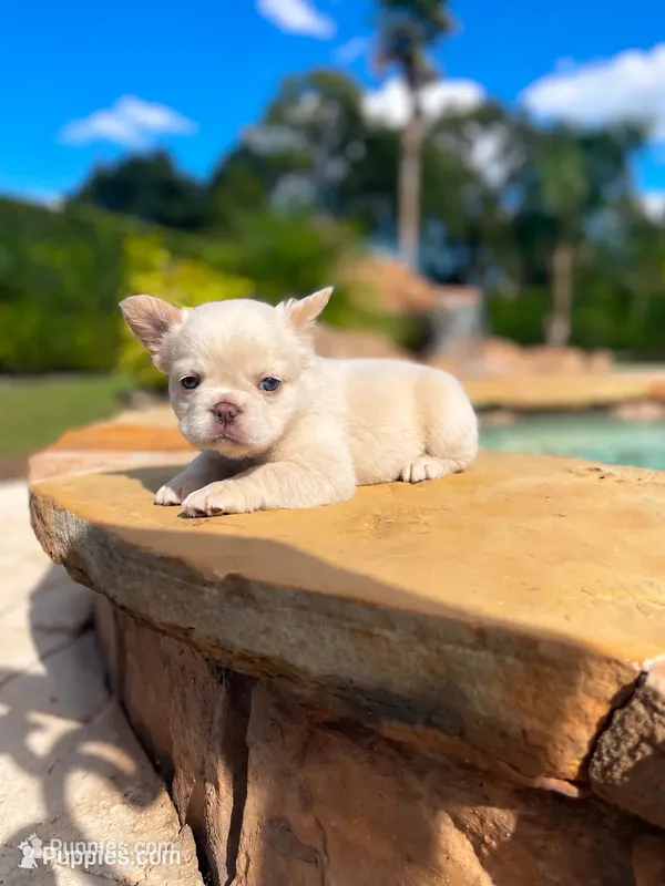 Teal collar – French Bulldog puppy for sale in Sorrento, FL