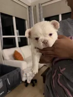 Pink collar, a female French Bulldog for sale in Sorrento, FL – 2 of 4