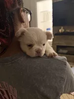 Pink collar, a female French Bulldog for sale in Sorrento, FL – 3 of 4