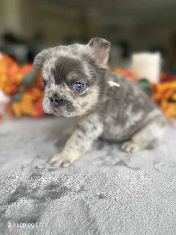 Grey collar – French Bulldog puppy for sale in Sorrento, FL