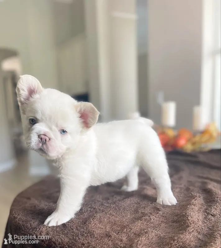 Light blue collar – French Bulldog puppy for sale in Sorrento, FL