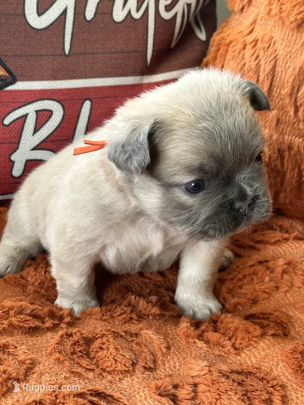 Orange collar  – French Bulldog puppy for sale in Sorrento, FL
