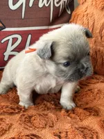 Orange collar , a male French Bulldog for sale in Sorrento, FL – 1 of 4