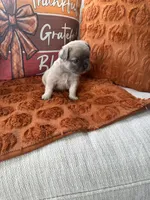 Blue collar, a male French Bulldog for sale in Sorrento, FL – 1 of 4
