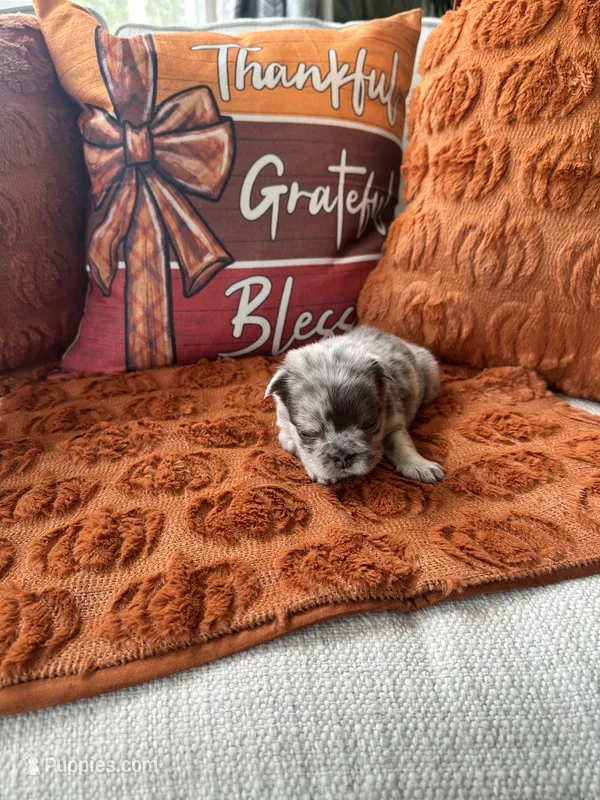 Grey collar – French Bulldog puppy for sale in Sorrento, FL
