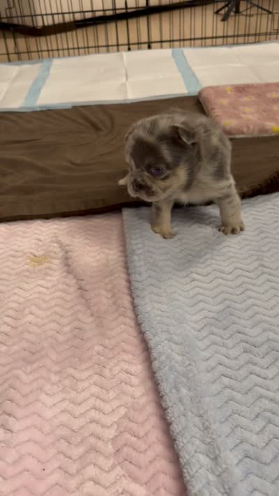 Grey collar, a male French Bulldog for sale in Sorrento, FL – 3 of 3