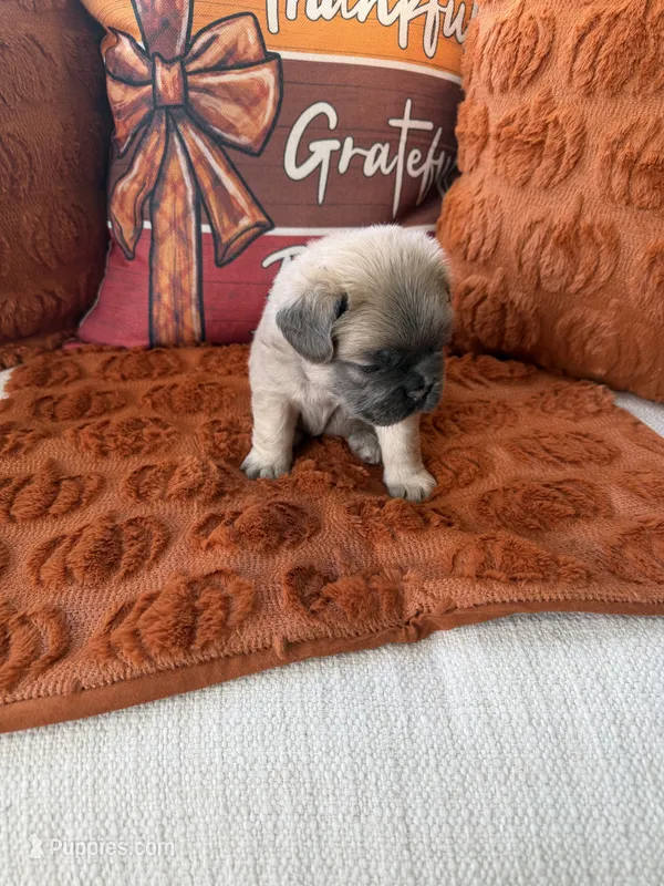 Green collar – French Bulldog puppy for sale in Sorrento, FL