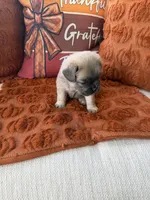 Green collar, a male French Bulldog for sale in Sorrento, FL – 1 of 2
