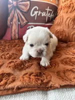 Pink collar, a female French Bulldog for sale in Sorrento, FL – 1 of 4