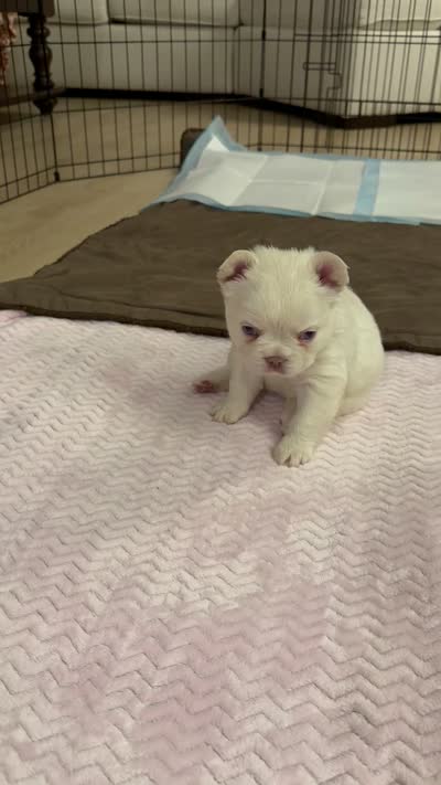 Pink collar, a female French Bulldog for sale in Sorrento, FL – 4 of 4