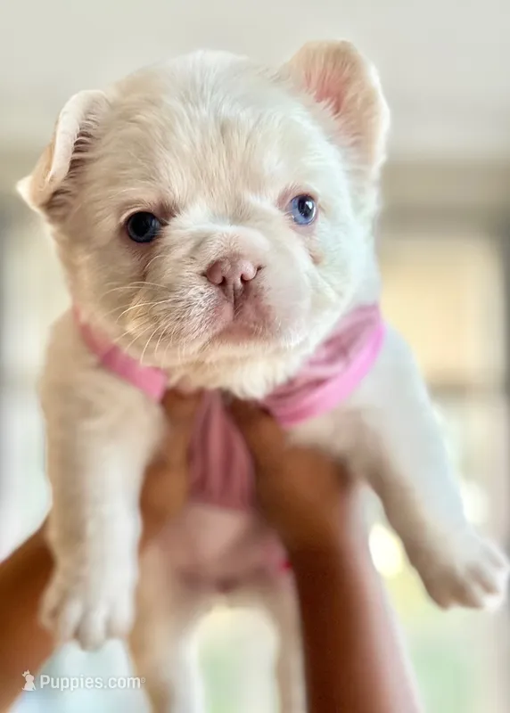 Pink collar – French Bulldog puppy for sale in Sorrento, FL