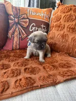 Blue collar, a male French Bulldog for sale in Sorrento, FL – 2 of 4