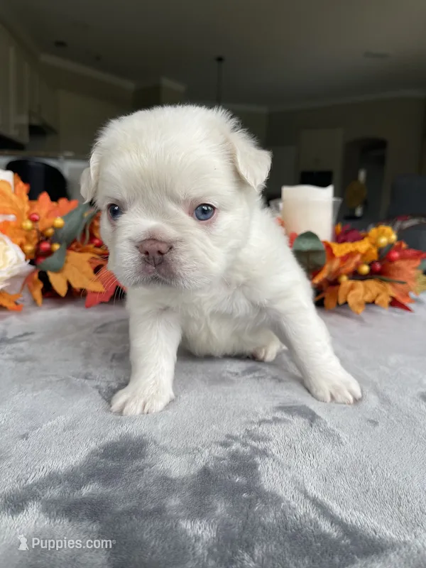 Light blue collar – French Bulldog puppy for sale in Sorrento, FL