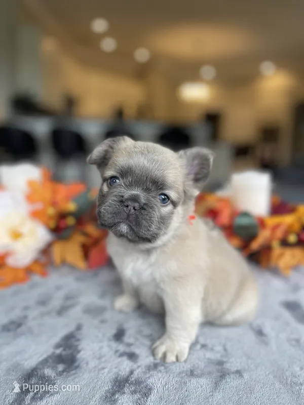 Orange collar  – French Bulldog puppy for sale in Sorrento, FL