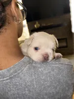 Light blue collar, a male French Bulldog for sale in Sorrento, FL – 2 of 4