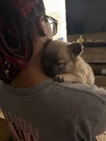 Orange collar , a male French Bulldog for sale in Sorrento, FL – 2 of 4