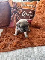 Blue collar, a male French Bulldog for sale in Sorrento, FL – 3 of 4