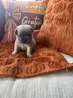 Blue collar, a male French Bulldog for sale in Sorrento, FL – 4 of 4