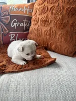 Light blue collar, a male French Bulldog for sale in Sorrento, FL – 1 of 4