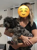 Joey, a male Poodle - Miniature  for sale in Millsap, TX – 3 of 8