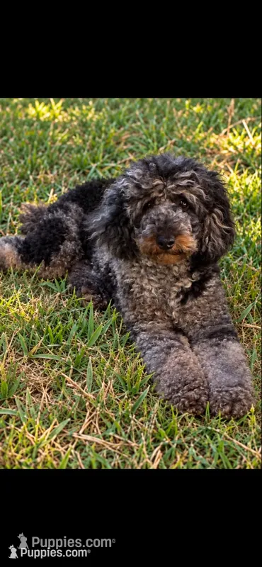 Joey, a male Poodle - Miniature  for sale in Millsap, TX – 1 of 8
