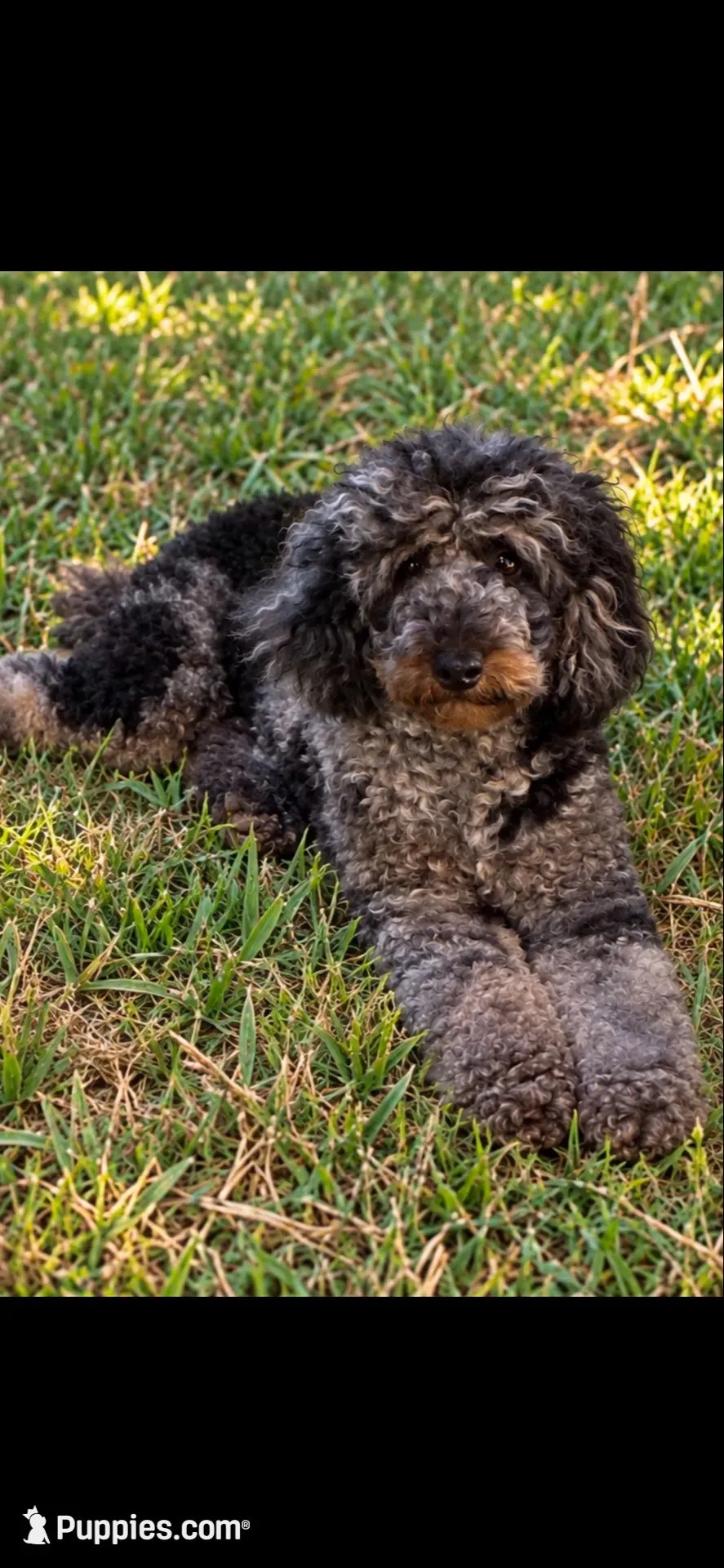 Joey, a male Poodle - Miniature  for sale in Millsap, TX – 1 of 8