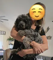 Joey, a male Poodle - Miniature  for sale in Millsap, TX – 2 of 8