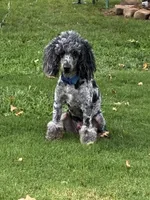 Joey, a male Poodle - Miniature  for sale in Millsap, TX – 6 of 8