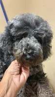 Joey, a male Poodle - Miniature  for sale in Millsap, TX – 4 of 8