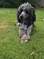 Joey, a male Poodle - Miniature  for sale in Millsap, TX – 7 of 8