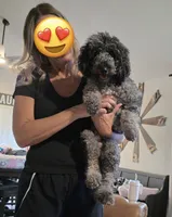 Joey, a male Poodle - Miniature  for sale in Millsap, TX – 5 of 8
