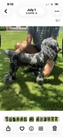 Joey, a male Poodle - Miniature  for sale in Millsap, TX – 8 of 8