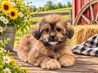 Nacho, a male Shihpoo for sale in Lancaster, MO – 2 of 3