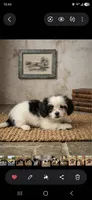 Mayo, a male Shihpoo for sale in Lancaster, MO – 2 of 3