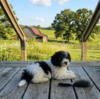 Mustard, a male Shihpoo for sale in Lancaster, MO – 2 of 3