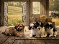 Nacho, a male Shihpoo for sale in Lancaster, MO – 3 of 3