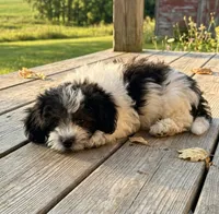 Mustard, a male Shihpoo for sale in Lancaster, MO – 1 of 3