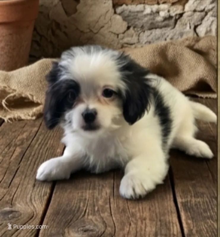 Mayo – Shihpoo puppy for sale in Lancaster, MO